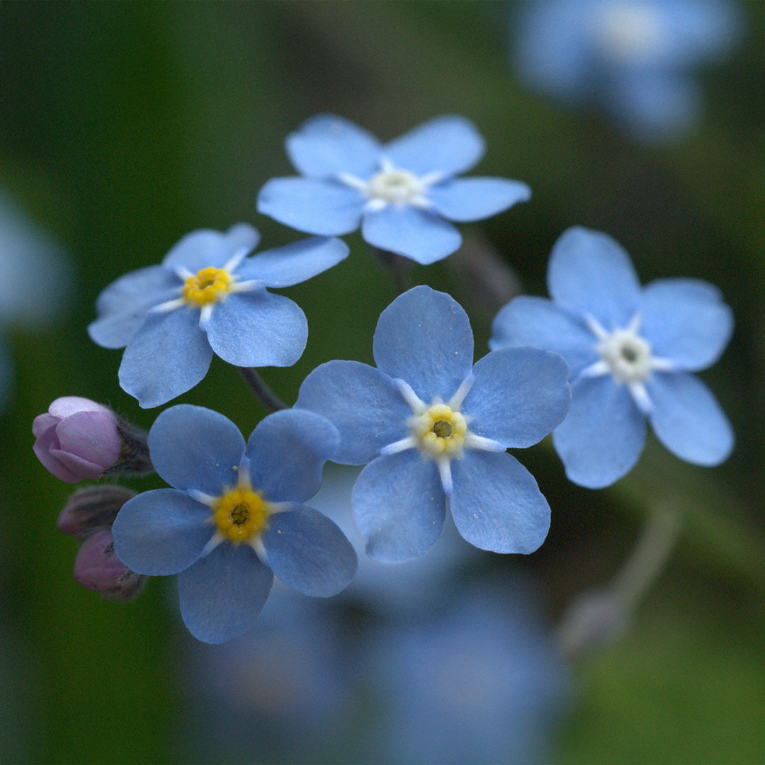 Blue Myosotis flower seeds