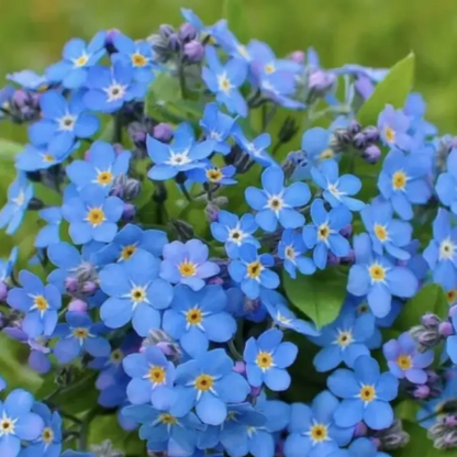 Classic Blue Forget-Me-Not plant