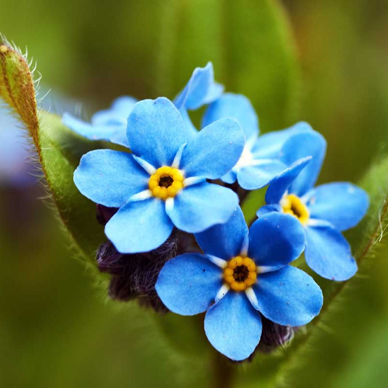 Classic Blue Forget-Me-Not plant