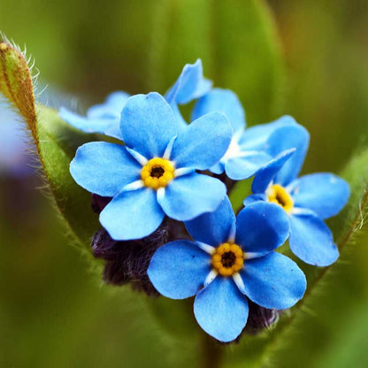 Classic Blue Forget-Me-Not plant
