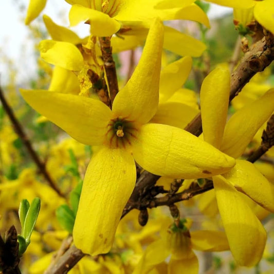 Yellow Weeping flower seeds