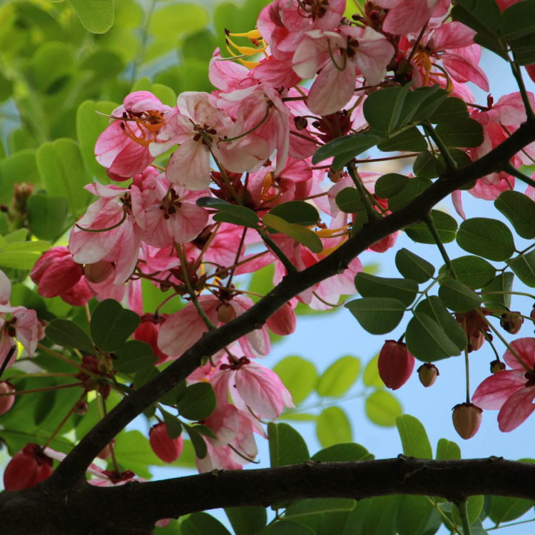 Baby Pink Forsythia plant