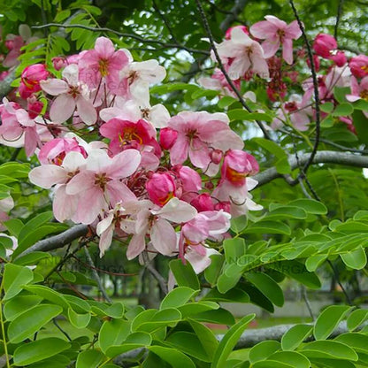 Baby Pink Forsythia plant