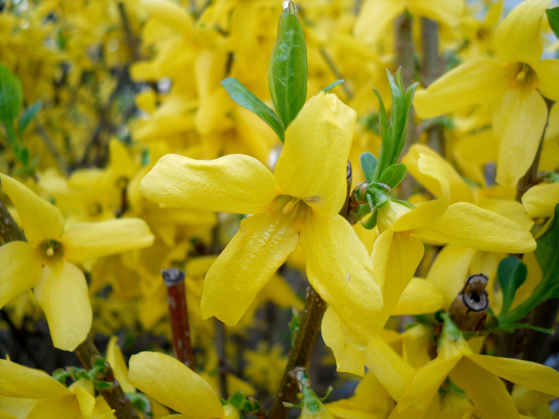 Forsythia flower seeds