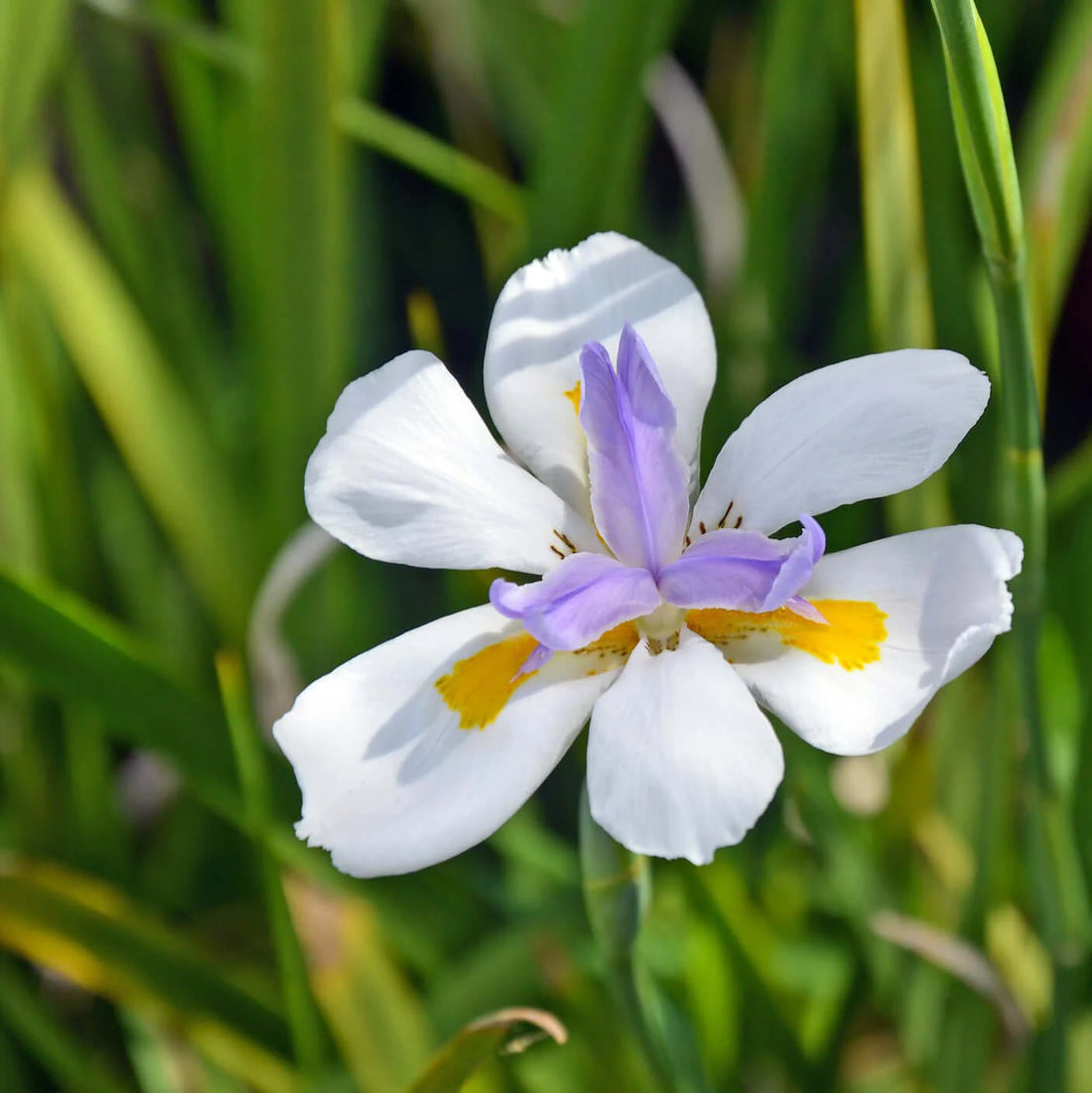 Iridioides flower seeds