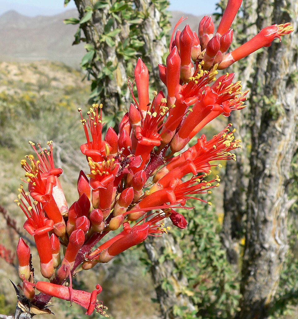 Ocotillo Fouquieria flower seeds