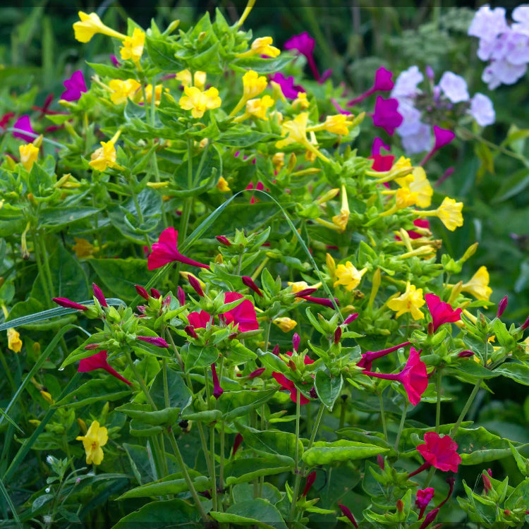 Four O'Clock plant