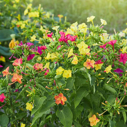 Four O 'Clock plant