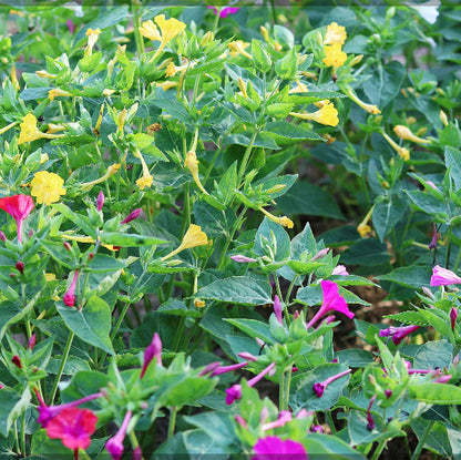 Four O'Clock plant