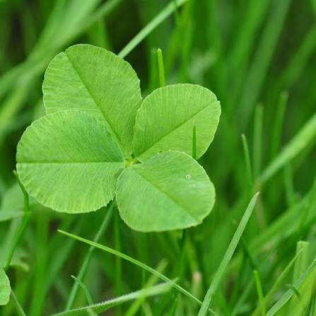Four leaf clover seeds for planting with green clover plants