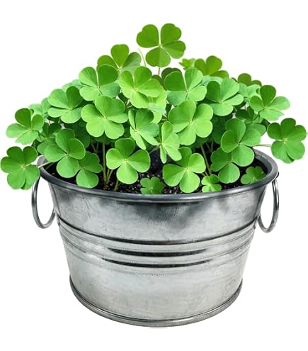 Four leaf clover seeds for planting with green clover plants