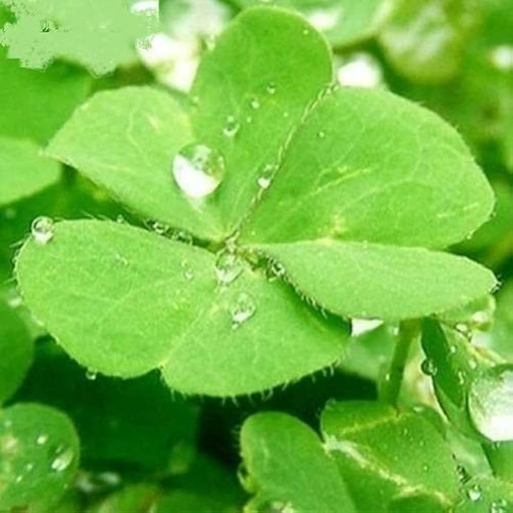 Four leaf clover seeds for planting with green clover plants
