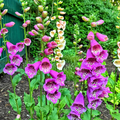 Cottage Foxglove plant