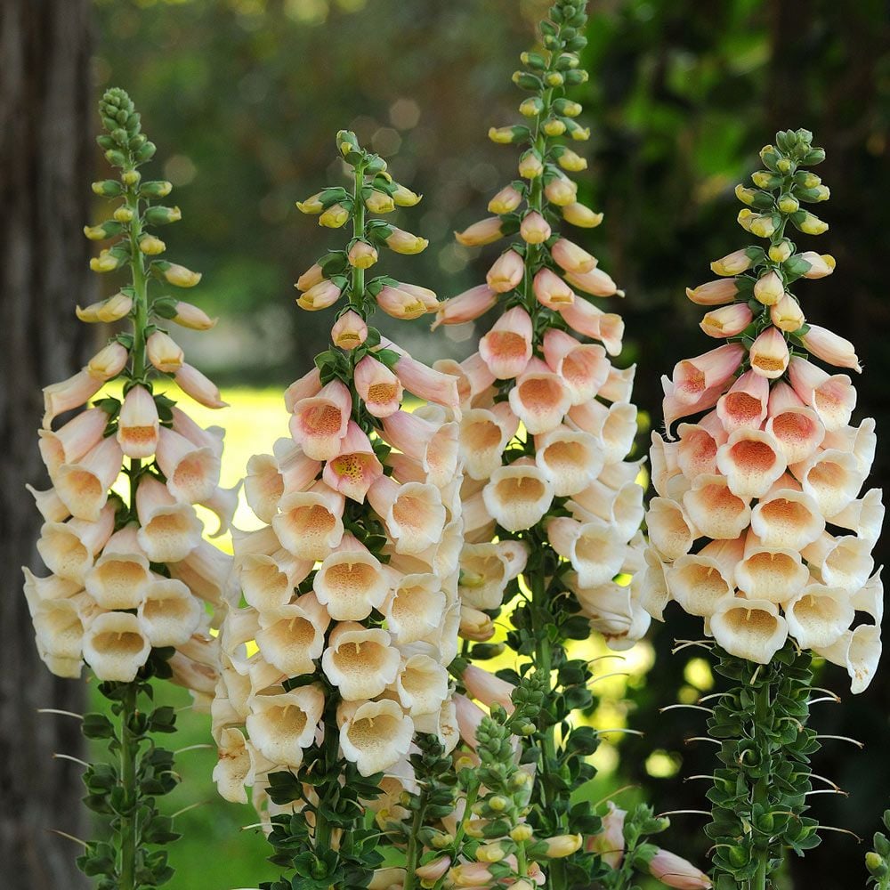 Peach Foxglove plant