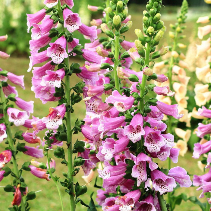 Perennial Foxglove plant