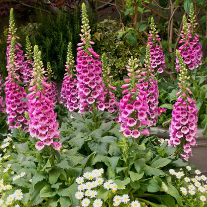 Perennial Foxglove plant