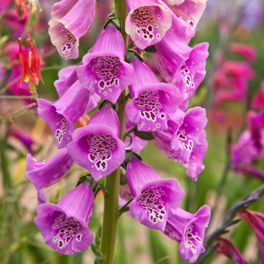 Pink Foxglove plant