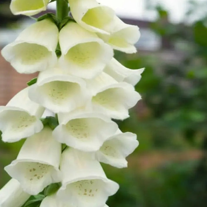 Premium Foxglove plant