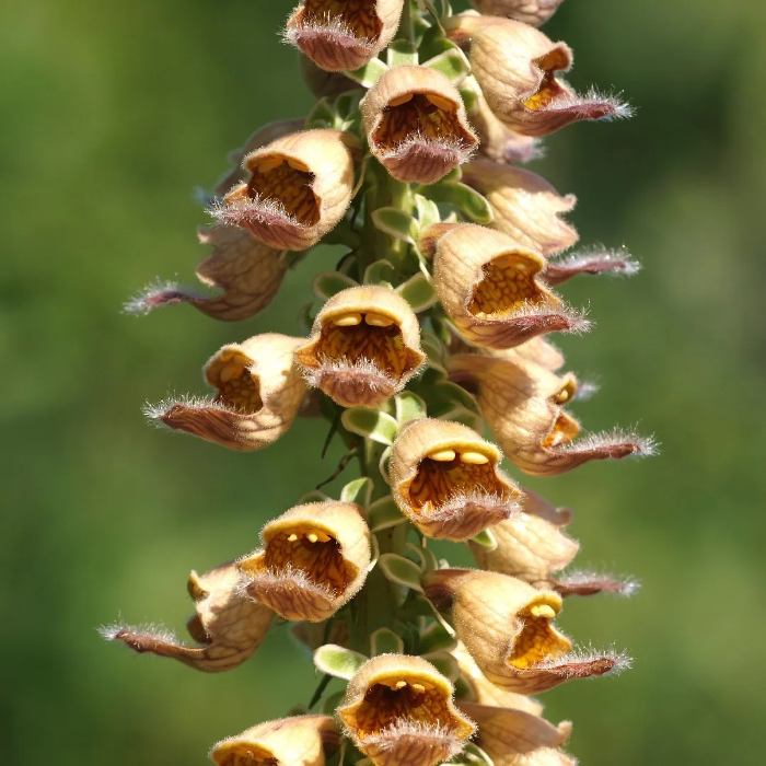 Rusty Foxglove plant