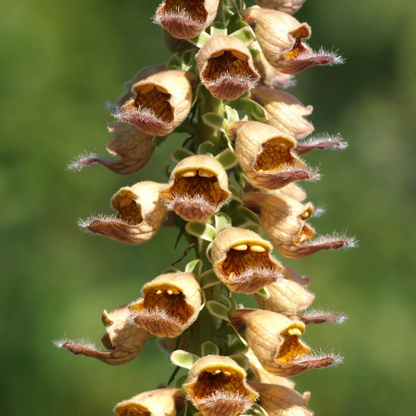 Rusty Foxglove plant