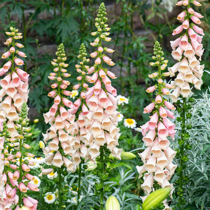Peach Foxglove plant