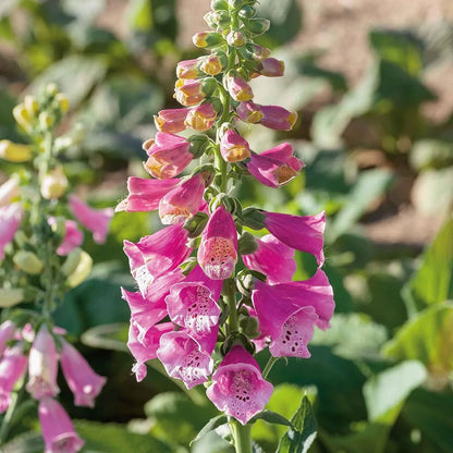 Perennial Foxglove plant