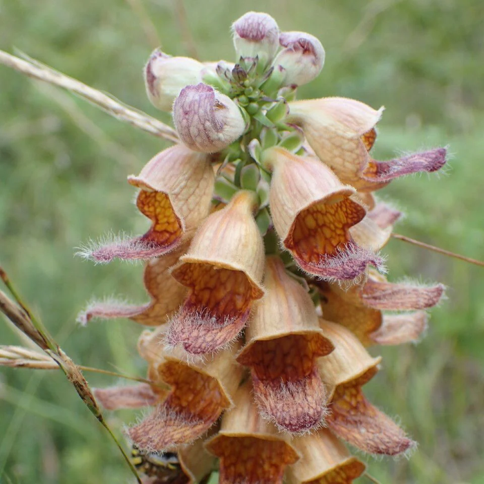 Rusty Foxglove plant