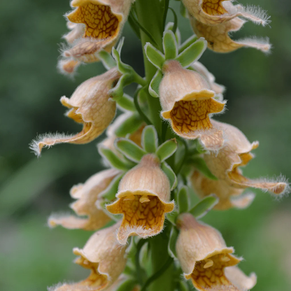 Rusty Foxglove plant
