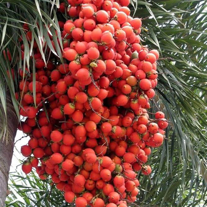Foxtail Palm plant