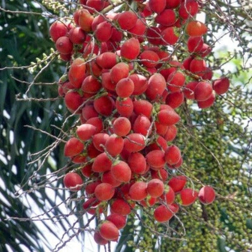 Foxtail Palm plant