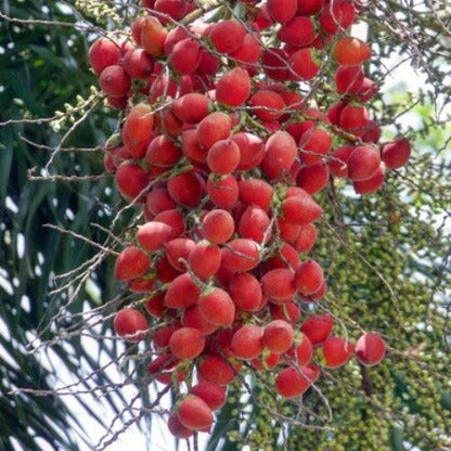 Foxtail Palm plant