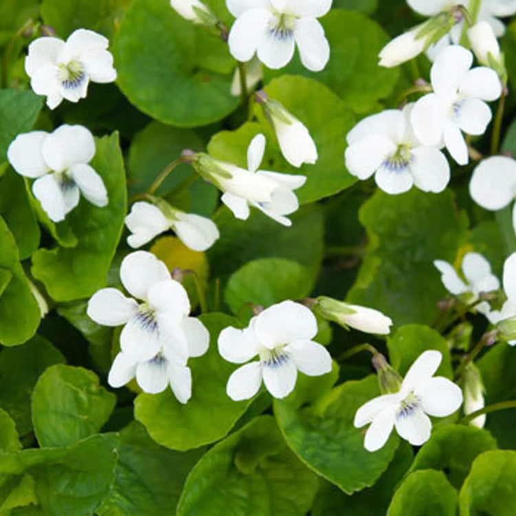 Fragrant English Violet plant