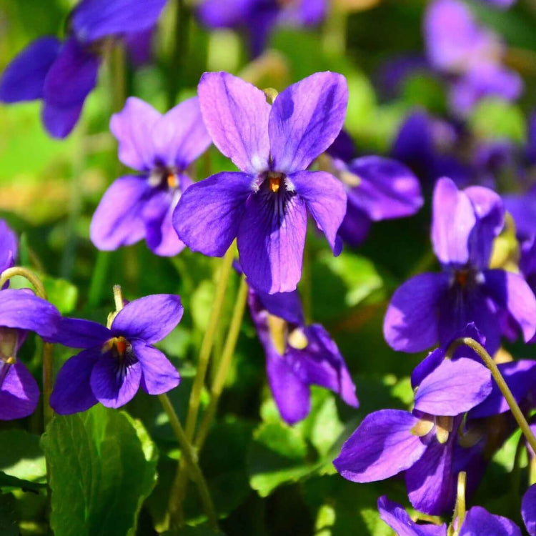 Fragrant English Violet plant
