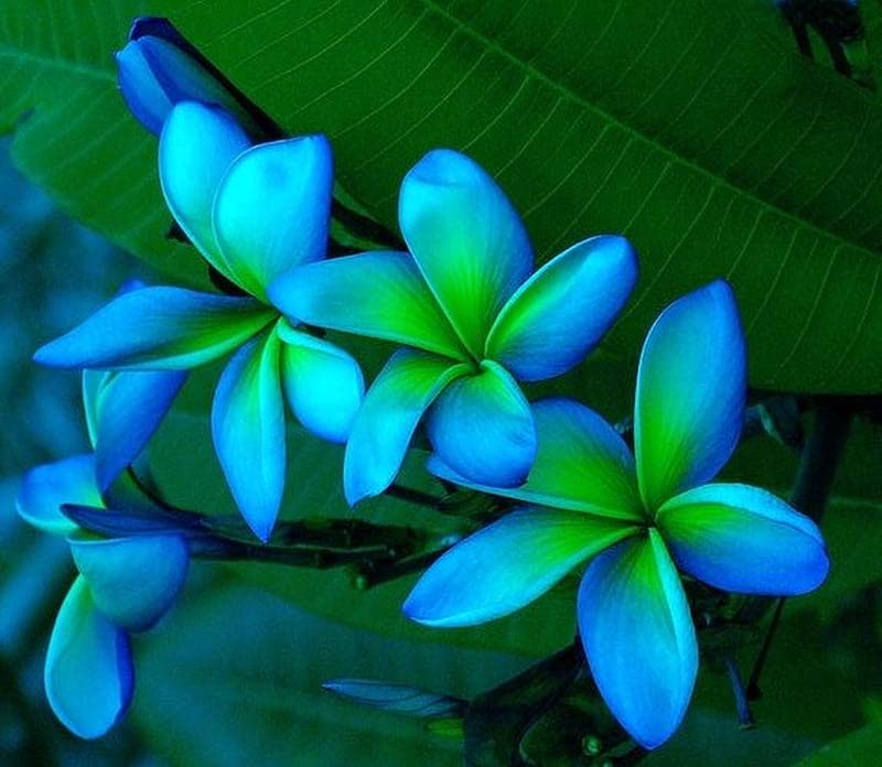 Sky Blue flower seeds