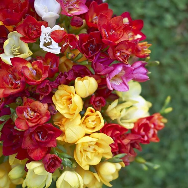 Mixed Freesia Flower Seeds for Planting – Colorful Heirloom Garden Flowers