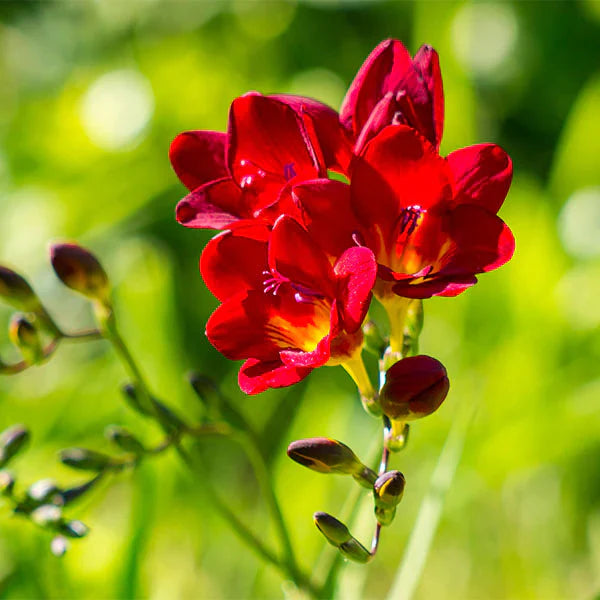 Freesia flower seeds