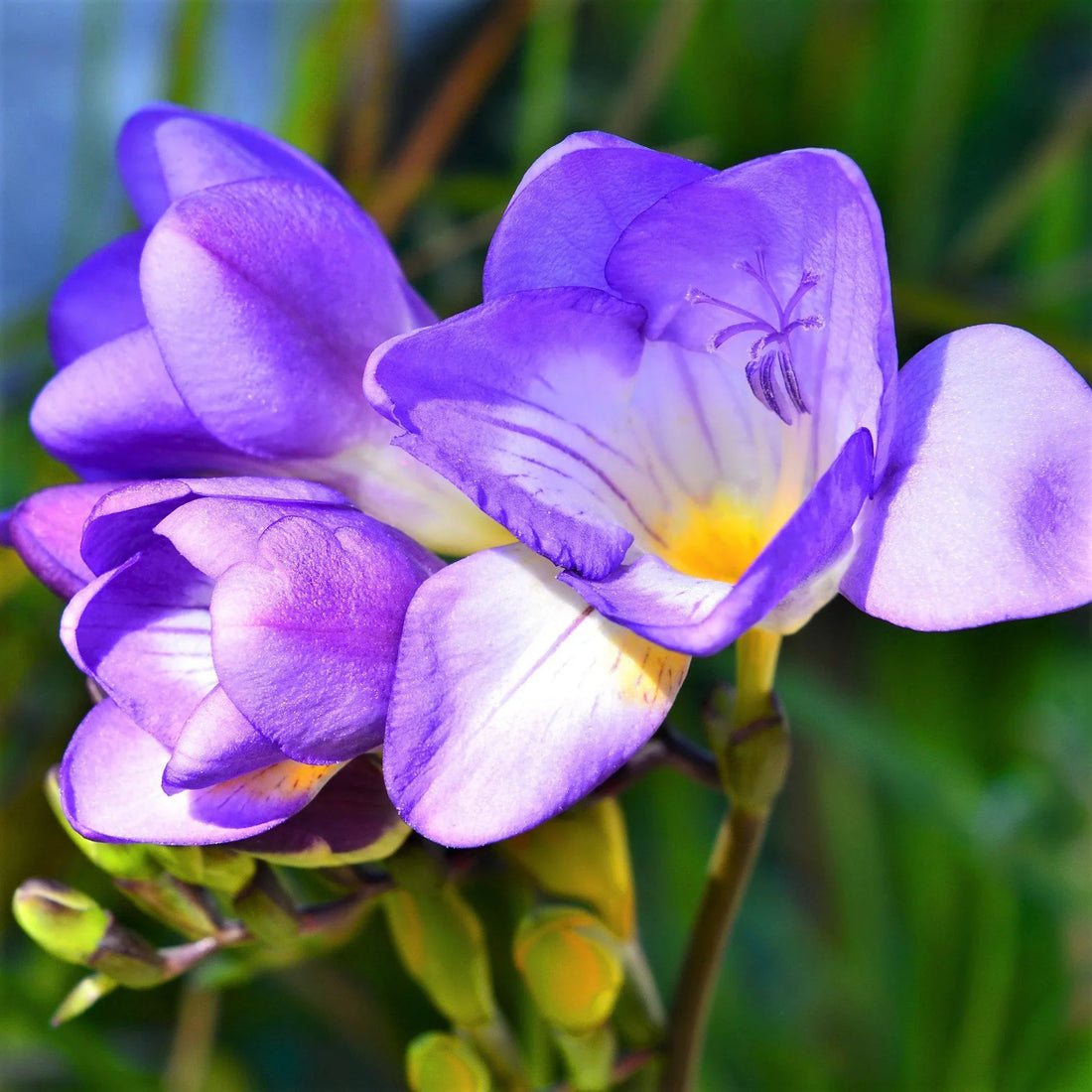 Blue Freesia flower seeds