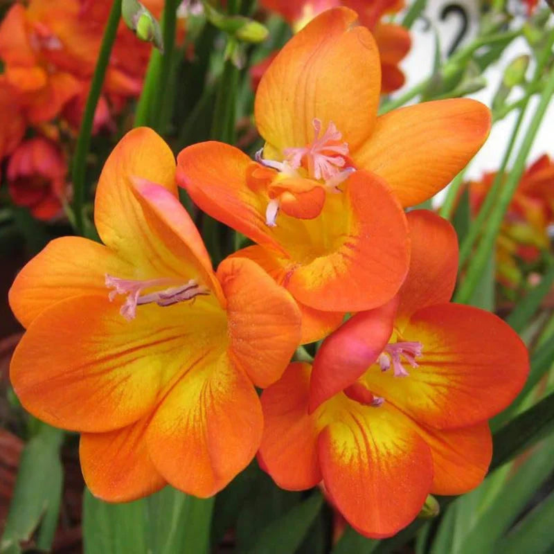 Yellow Orange flower seeds