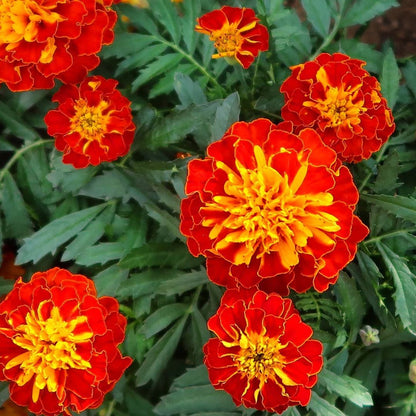 French Marigold flower seeds