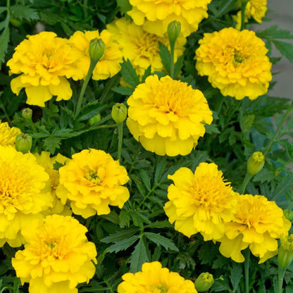Safari Yellow Marigold plant