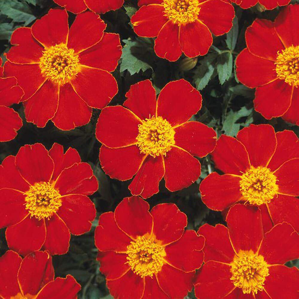 Red French Marigold plant