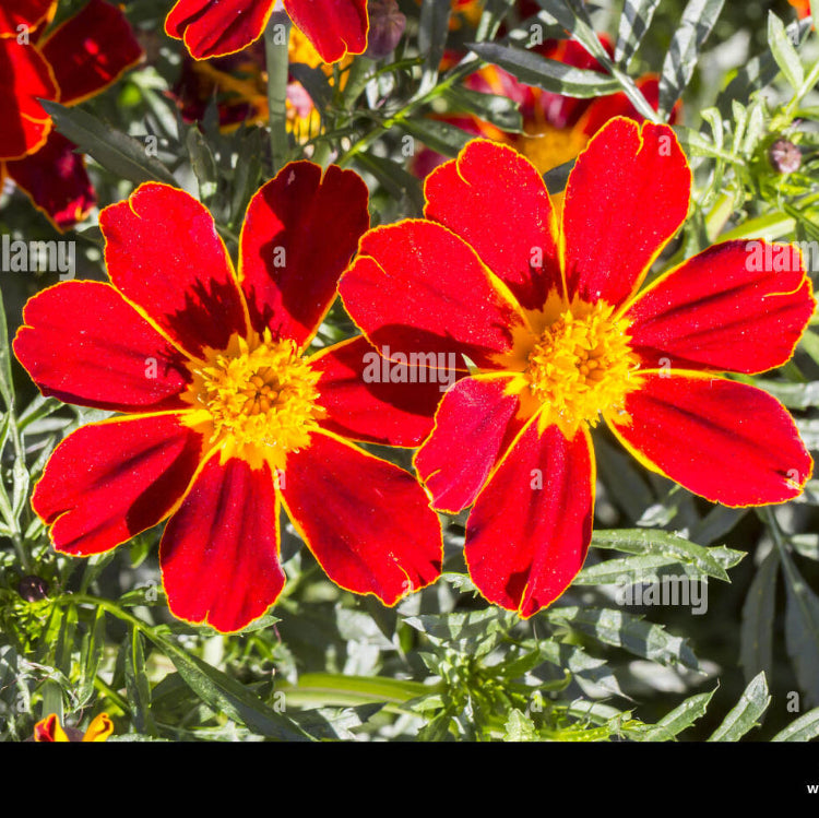 Red French Marigold plant