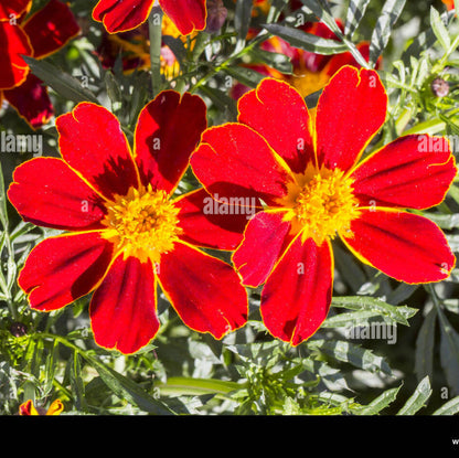 Red French Marigold plant