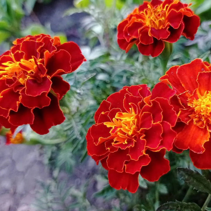 French Marigold flower seeds