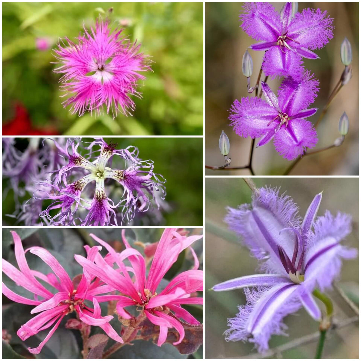 Fringe plant