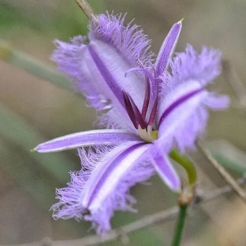 Fringe plant