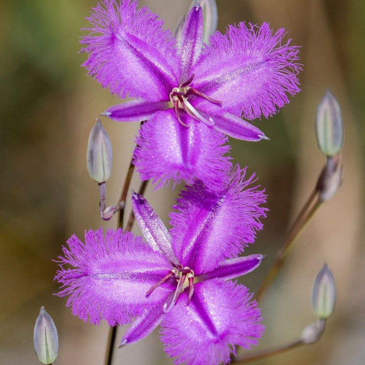 Fringe plant