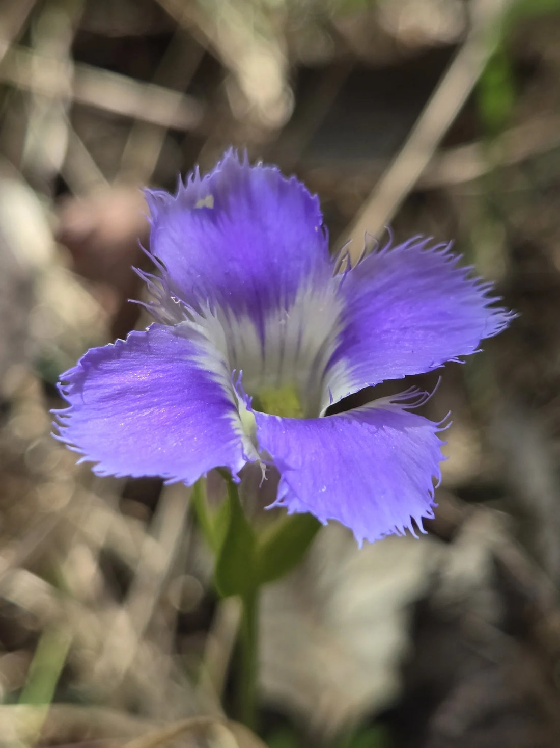 Gentiana Crinita flower seeds