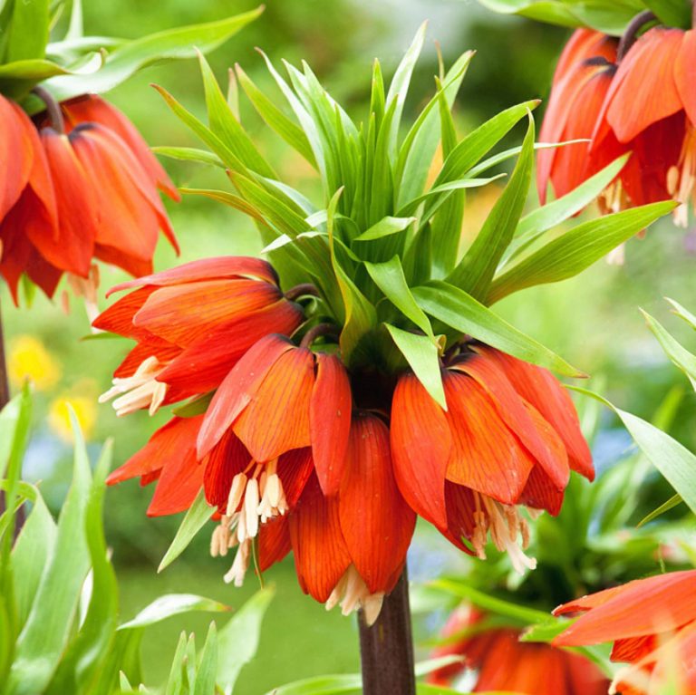 Fritillaria Imperialis flower seeds
