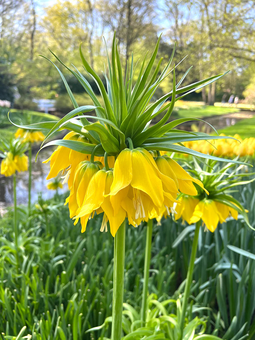 Yellow Imperial flower seeds